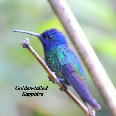 Golden-tailed Sapphire